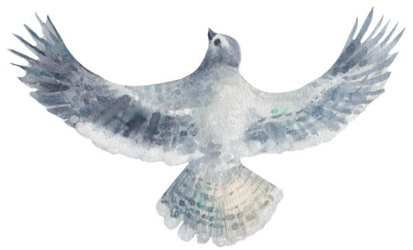 fly-free-end-of-life-doula.png